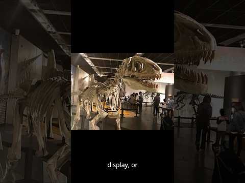 Concavenator: The Dinosaur With a Mysterious Hump!