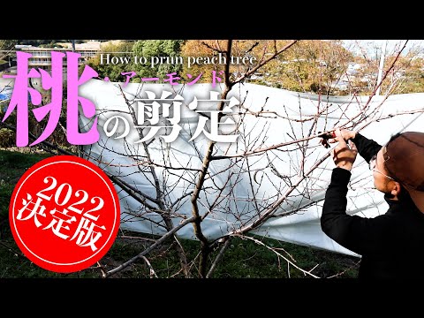  2022年の月の果樹の剪定について知っておくべきことは何ですか?剪定について知っておくべきヒント  庭園