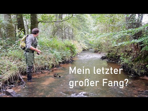 End of season! Are there fish in this tiny stream?