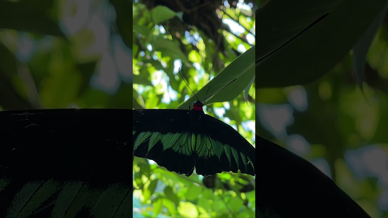 YouTube Short thumbnail