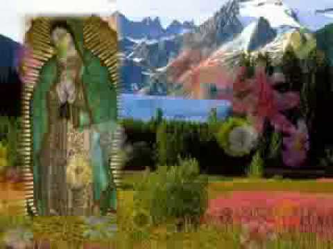 BUENOS DIAS PALOMA BLANCA MANANITAS A LA VIRGEN DE GUADALUPE