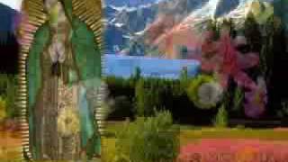 BUENOS DIAS PALOMA BLANCA MANANITAS A LA VIRGEN DE GUADALUPE