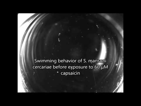 Evidence for Novel Pharmacological Sensitivities of Transient Receptor Potential (TRP) Channels