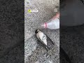 Good Samaritan Revives Bird That Fainted During Heat Wave