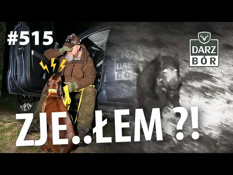 Darz Bór odc 515 Polowanie na dziki i drapieżniki. Kontrowersje, sukcesy i porażki!