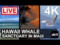 🌎 LIVE in 4K: Hawaii Humpback Whale Marine Sanctuary in Maui, Hawaii