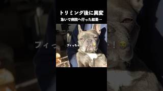 愛犬がトリミング後に異変。病院へ行った結果...