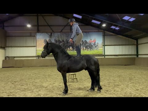 Stal Okkema's Hidzer - Markus x Tsjerk - star stallion - 1.66m - 2018