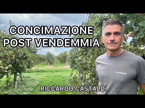 Vine. Post-harvest fertilization.