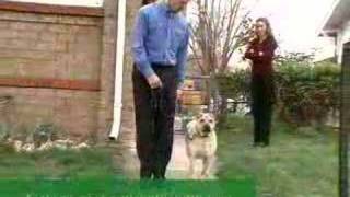 Bark Busters Home Dog Training Canada