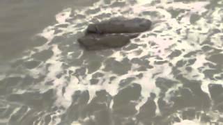preview picture of video 'Graban Sirena en Playa de Israel'