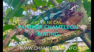Panther Chameleon Mating