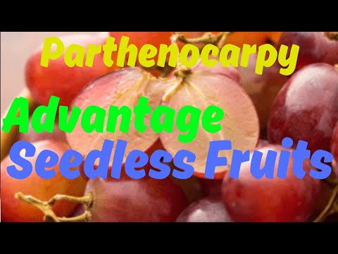 Understanding Parthenocarpy: Benefits and Drawbacks of Seedless Fruits.