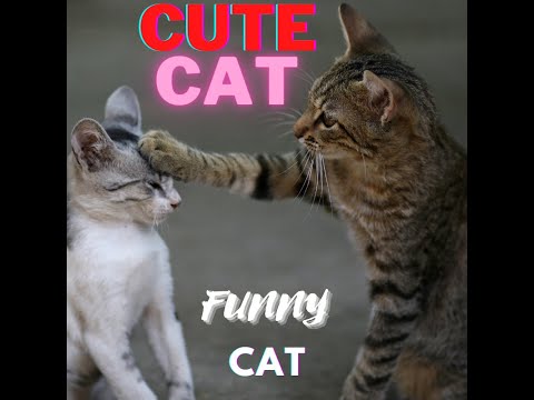 |cat||funny cat|| honest animal|| cute cat