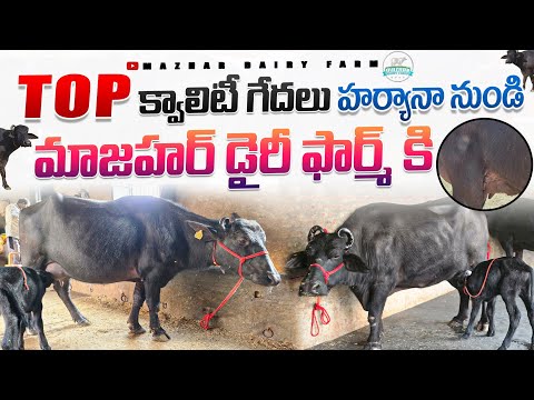 BLACK Diamond top milking Buffalo @mazhardairyfarm 