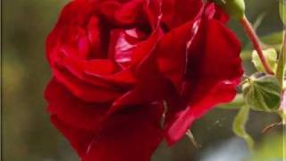 BO FODOR   Two Dozen Roses (NEW)