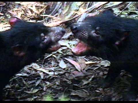 Mylene Farmer feat. Moby - Looking For My Name (Woodstock Mix 2)