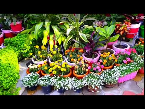 Enjoy The Defferent Moods Of My Garden With Beautiful Song 🌹