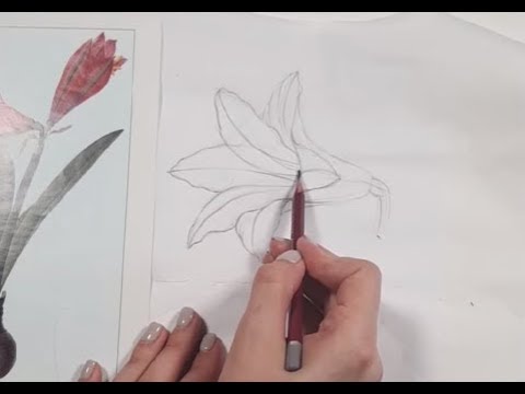 Как нарисовать цветы? Рисунок в ботанической иллюстрации. Важность линии.
