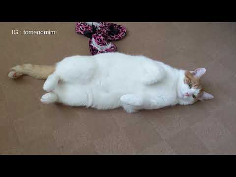 Cute Chubby Cat Shows His Belly | 4K
