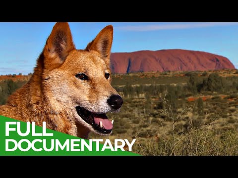 Wild Australia