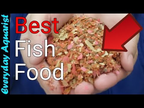 What Should You Feed your Freshwater Aquarium Fish? This Guide Explains EVERYTHING