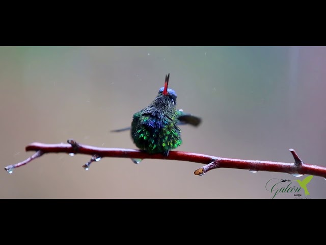 hummingbird tourism