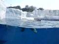 Talini At The Detroit Zoo