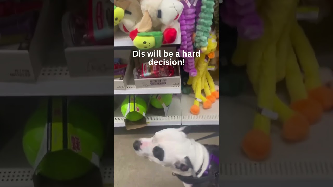 Enlarge Noelle, an adopted mixed breed in Maysville, KY video 6/6