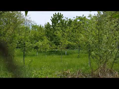 2 ore Sunete relaxante la tara  in livada pentru somn | Pasari Insecte Natura