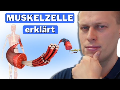 Muskelzelle: Aufbau, Funktion & Kontraktion einfach erklärt