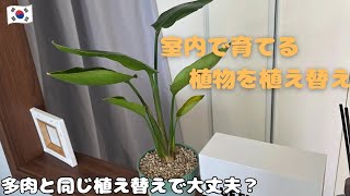 【観葉植物】室内で育てる植物を植え替え🌳多肉と同じように植え替えしてみた！【韓国タニラー】