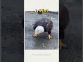 This Guy Feed a Wild Bald Eagle #shorts