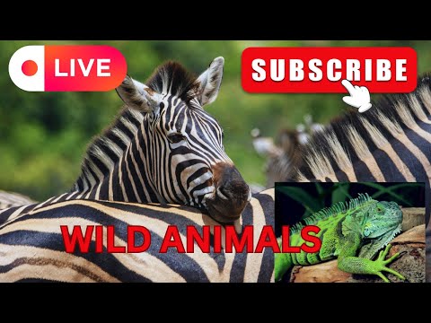 TOP 50 BEAUTIFUL ANIMALS - 4K HDR 120fps Dolby Vision with Animal Sounds