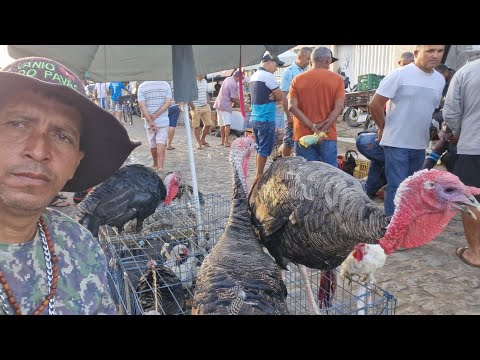 VANIO DA FEIRA DAS GALINHAS REGISTRADO AS NOVIDADES EM ARAPIRACA AL NA FUMAGEIRA #NORDESTE 