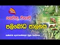 Nugasewana ගෙවතු වගාව පලිබෝධ පාලනය 2022 11 25 Rupavahini