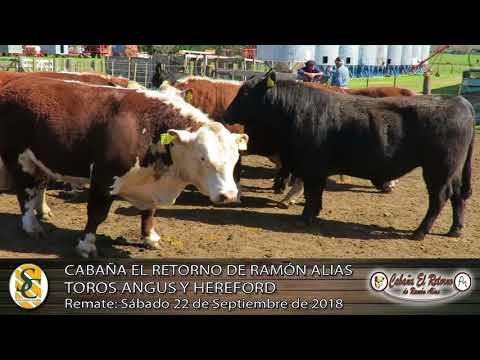 06-09-18 Toros Angus y P. Hereford - Dia de Campo de El Retorno de Alias - Tandil
