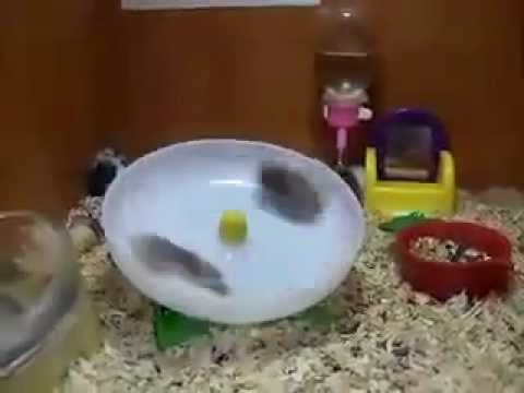 Hamsters spinning on a wheel