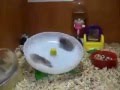 Hamsters spinning on a wheel