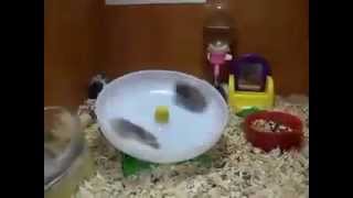 Hamsters out of control on a wheel