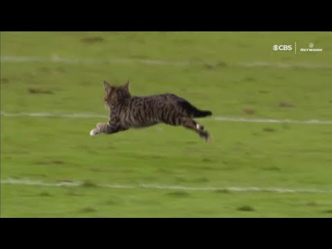 Cats running on fields (Cat interference compilation)