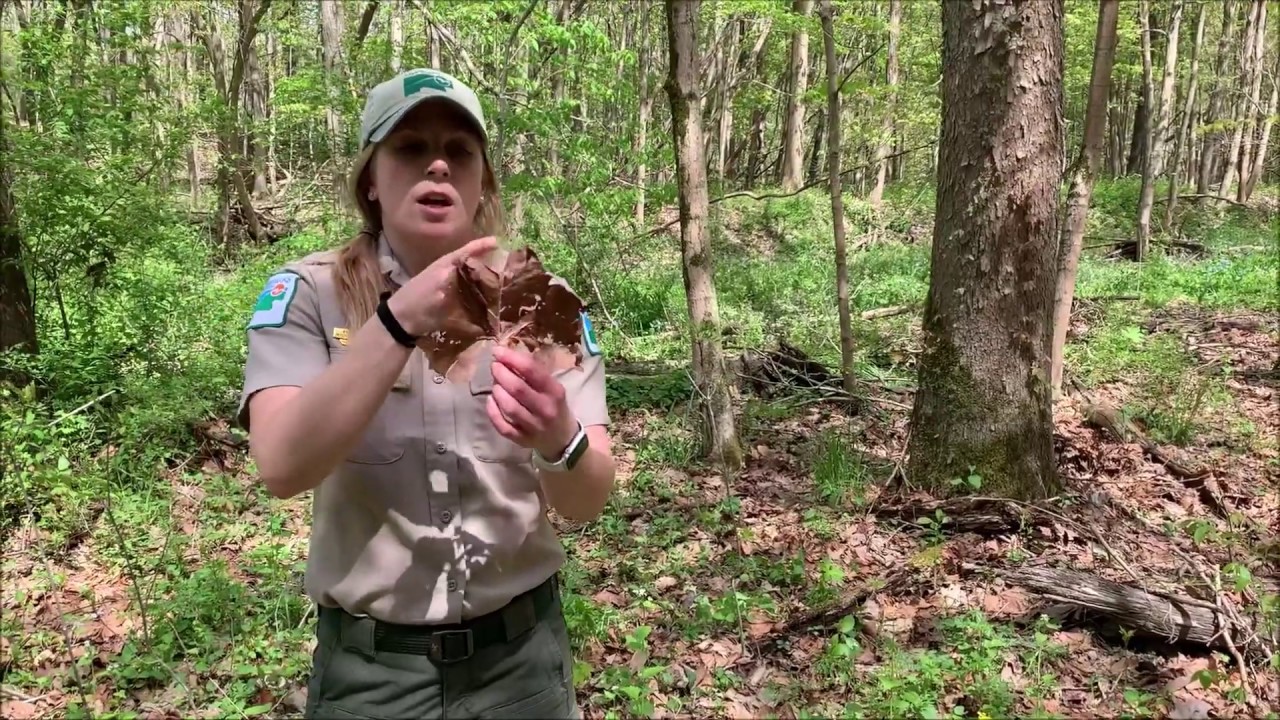 What is a floodplain?