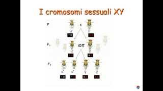 Genetica (4/6): cromosomi sessuali x,y