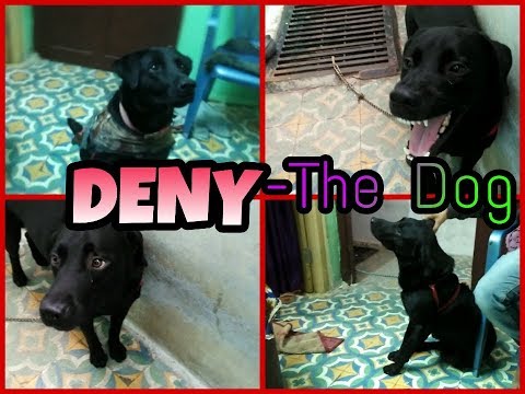 Deny (The Dog) - |Flying Arrow Production|