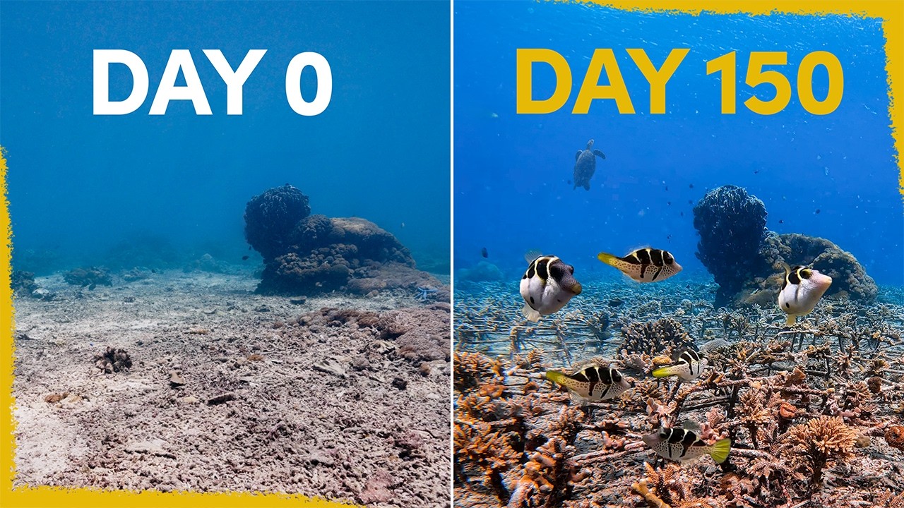 We created a coral reef and the results are fascinating!