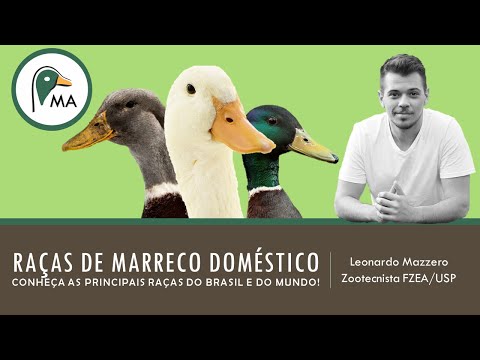 , title : 'Raças de MARRECO doméstico | Conheça as principais raças do Brasil e do mundo!'