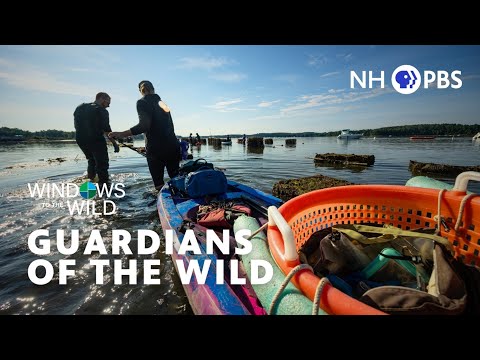 Guardians of the Wild | Windows to the Wild