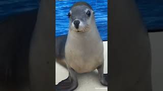 Smiling seal/sea lion #shorts