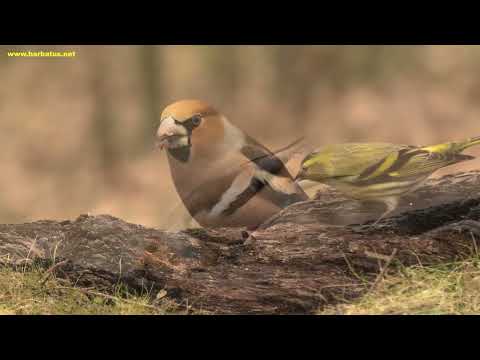 PICOGORDO | HAWFINCH | Coccothraustes coccothraustes