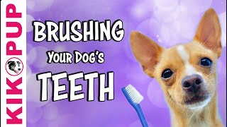 Teach your dog to feel comfortable getting their teeth brushed